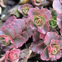 Sedum 'Dragon's Blood'