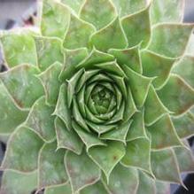 Sempervivum 'Black'