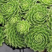 Sempervivum 'Green Wheel'