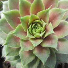 Sempervivum 'Red Rubin' Sempervivum 'Red Rubin'