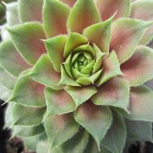 Sempervivum 'Red Rubin'