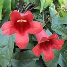 Bignonia capreolata 'Dragon Lady' Bignonia capreolata 'Dragon Lady'