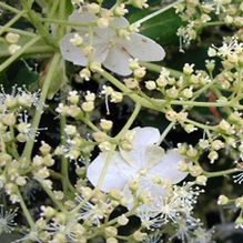 Hydrangea petiolaris Hydrangea petiolaris