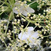 Hydrangea petiolaris