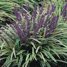 Liriope muscari 'Variegata'