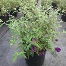Buddleia 'Black Knight' Buddleia 'Black Knight'