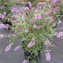 Buddleia 'Nanho Blue' Buddleia 'Nanho Blue'