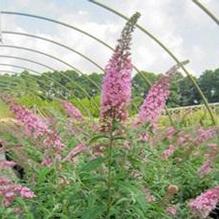 Buddleia 'Pink Delight' Buddleia 'Pink Delight'