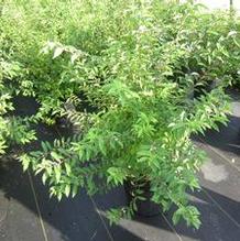 Callicarpa dichotoma 'Issai' Callicarpa dichotoma 'Issai'
