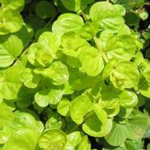 Lysimachia 'Aurea' Lysimachia 'Aurea'