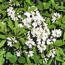 Deutzia 'Nikko' Deutzia 'Nikko'