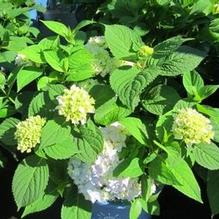 Hydrangea Endless Summer® The Original Hydrangea Endless Summer® The Original