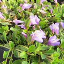 Mazus reptans Mazus reptans