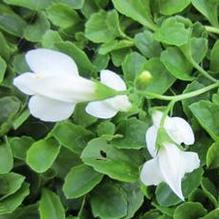 Mazus reptans 'Alba'