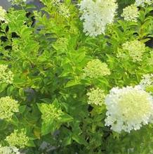 Hydrangea paniculata 'Limelight' Hydrangea paniculata 'Limelight'