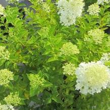 Hydrangea paniculata 'Limelight'