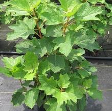 Hydrangea quercifolia 'Alice'