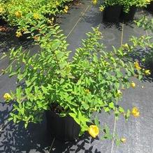 Hypericum x 'Hidcote' Hypericum x 'Hidcote'