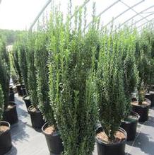 Ilex crenata 'Sky Pencil' Ilex crenata 'Sky Pencil'