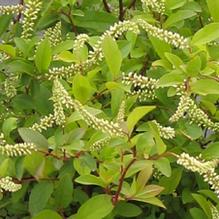 Itea virginica 'Henry's Garnet' Itea virginica 'Henry's Garnet'
