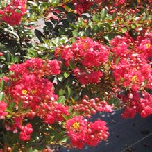 Lagerstroemia 'Cherry Dazzle' Lagerstroemia 'Cherry Dazzle'