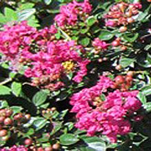 Lagerstroemia 'Pocomoke' Lagerstroemia 'Pocomoke'