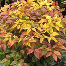 Nandina domestica 'Firepower' Nandina domestica 'Firepower'