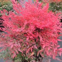 Nandina domestica 'Gulf Stream' Nandina domestica 'Gulf Stream'
