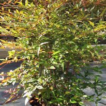 Nandina domestica Nandina domestica