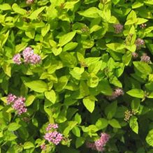 Spiraea 'Gold Mound'