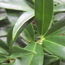 Sarcococca humilis Sarcococca humilis