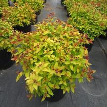 Spiraea 'Magic Carpet' Spiraea 'Magic Carpet'