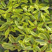 Ternstroemia gymnanthera 'Variegata' Ternstroemia gymnanthera 'Variegata'