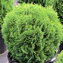 Thuja occidentalis 'Little Giant' Thuja occidentalis 'Little Giant'