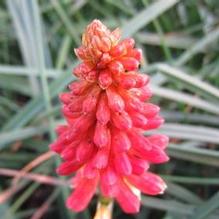 Kniphofia 'Flamenco Mix' Kniphofia 'Flamenco Mix'