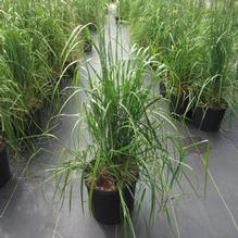 Calamagrostis 'Karl Foerster'