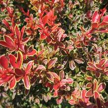 Berberis thunbergii 'Admiration'