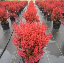 Berberis thunbergii 'Orange Rocket'