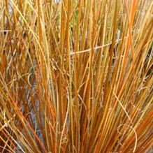 Carex buchananii 'Red Rooster' Carex buchananii 'Red Rooster'