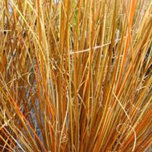 Carex 'Red Rooster'