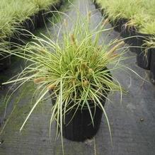 Carex 'Evergold'