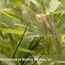 Chasmanthium latifolium