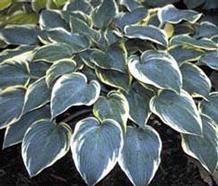 Hosta 'First Frost'