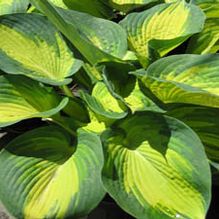 Hosta 'Great Expectations'