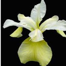 Iris sibirica 'Butter and Sugar' Iris sibirica 'Butter and Sugar'