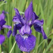 Iris sibirica 'Caesar's Brother' Iris sibirica 'Caesar's Brother'
