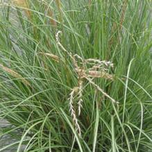 Miscanthus sinensis 'Adagio'