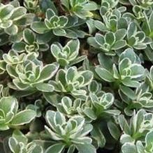 Sedum 'Tricolor' Sedum 'Tricolor'
