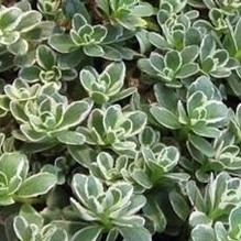 Sedum 'Tricolor'