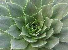 Sempervivum 'Sunset' Sempervivum 'Sunset'